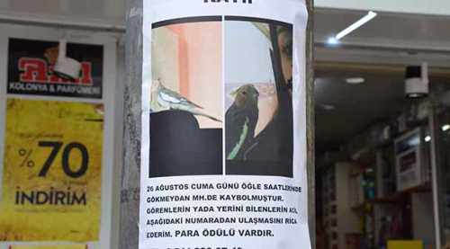 Kayıp papağan için seferber oldu