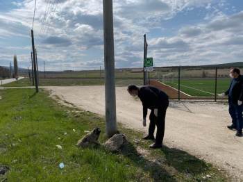 Kaymakam Sokak Hayvanlarını Besledi
