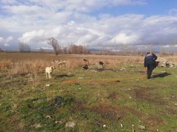 Kaymakamlıktan Sokak Hayvanları İçin Çağrı

