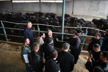 Kayseri Büyükşehir’den manda yetiştiricilerine güçlü destek