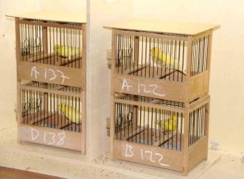 Kayseri’de 477 kuş, Türkiye Şampiyonası için yarıştı