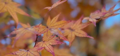 Kayseri'de hava durumu nasıl olacak? (12 Aralık 2024)