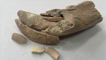 Kazı çalışmasında heyecanlandıran buluş: Büyük bir kediye ait...