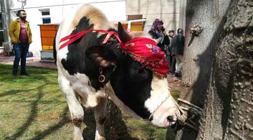 Kazım Kurt Eskişehirspor'a neden dana hediye etti?