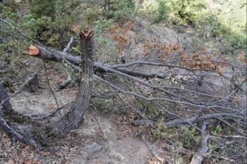 Keçilerine Yedirmek İçin 34 Meşe Ağacını Kesen Çobana 12 Bin Lira Ceza
