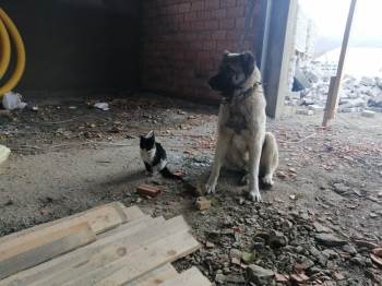 Kedi İle Köpeğin Dostluğu Renkli Görüntülere Sahne Oldu
