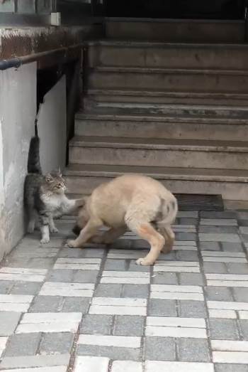 Kedi İle Köpek Patileriyle Birbirini Sevdi
