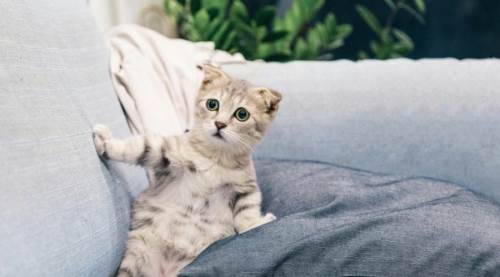 Kedi Karma Aşısı 8 Yaşından Sonra Gereksiz mi? Bilmeniz Gerekenler