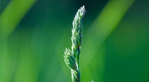 Kedi Otu (Catnip) Spreyi Keneleri Uzaklaştırır Mı?