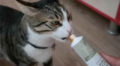 Kedi sahiplerine önemli uyarı: Dışarı çıkmıyorsa...