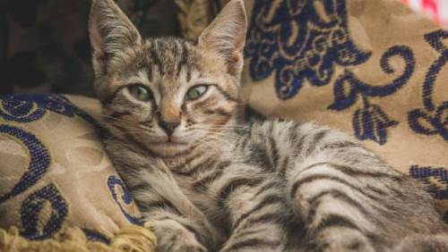 Kedi Tüyünü Evden ve Kıyafetlerden Temizlemenin En Etkili Yolları