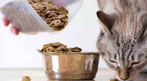 Kedi ve köpek mamaları kuşları öldürüyor!