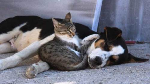 Kedi ve köpek sahiplerine kritik uyarı: Son tarih yaklaşıyor!