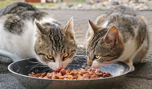 Kedilere insan yemekleri vermek zarar verebilir!