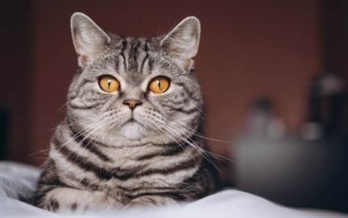 Kediniz Çok Fazla Tüy Yutuyor Mu? İşte Etkili Çözümler!