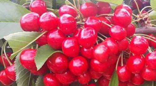 Kendi kirazlarını markette 4 katı fiyata görünce...