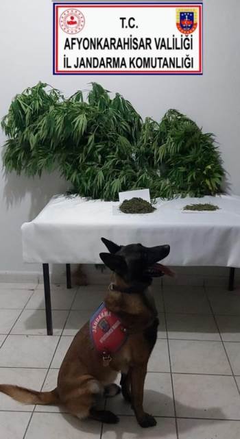 Kenevir Ekmek İçin Mısır Tarlası Kiraladı
