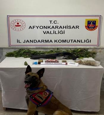 Kenevir Yetiştiren Şahıs Yakalandı
