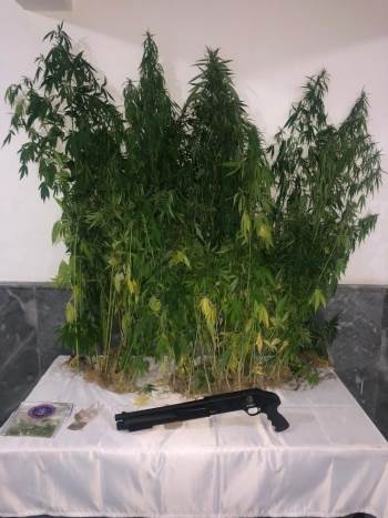 Kenevirler Uyuşturucuya Dönüştürülmeden Yakalandı
