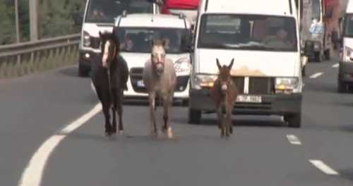 KENTİ BİRBİRİNE KATTILAR