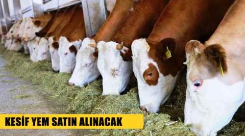 Kesif yem satın alınacak