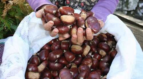Kestane hasadı başladı