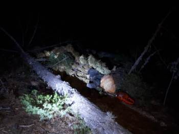 Kestiği ağaç sonu oldu