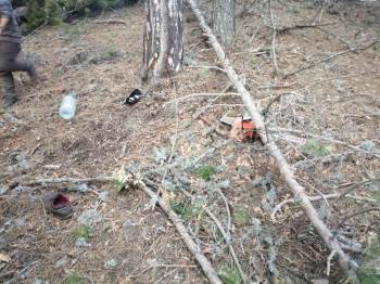 Kestiği Ağaç Üzerine Devrilen Adam Öldü
