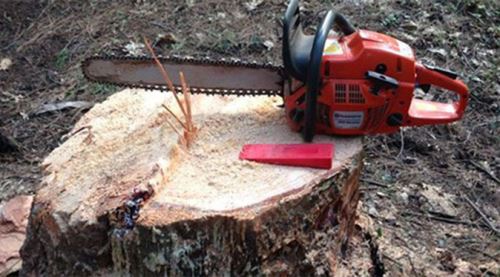 Kestiği ağacın altında kalan kişi öldü