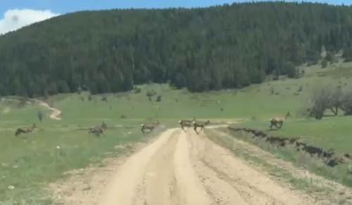 Kıbrıscık yaylasında ceylan sürüsü görüntülendi