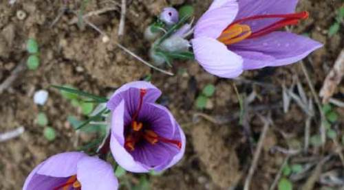 Kilosu 100 bin TL! Hasadına başlandı...