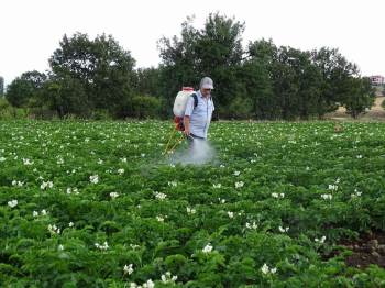 Kiraladığı Patates Tarlasından 90 Ton Ürün Bekliyor
