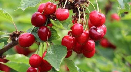 Kiraz lekesi dert olmaktan çıkıyor: İşte kiraz lekesi için tüyolar