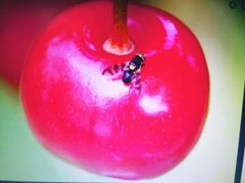 Kiraz Üreticilerine İlaçlama Uyarısı
