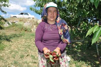 Kiraz Üreticisi Dertli
