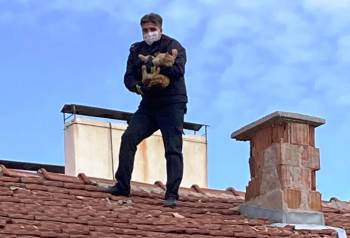 Kiremitlerin Arasına Sıkışan Kediyi İtfaiyeciler Kurtardı
