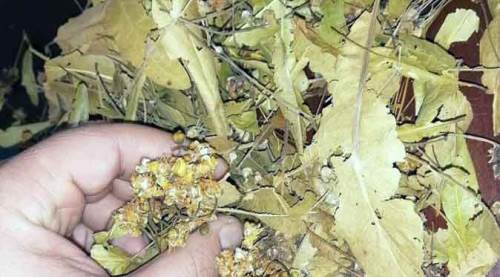 Kış mevsiminin şifa kaynağı ama fiyatı artık cep yakıyor