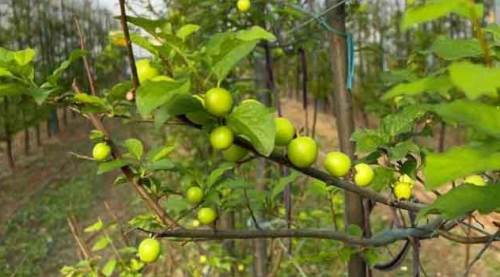 Kış ortasında hasada başladılar: Sadece 1 tanesinin fiyatı...