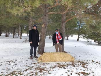 Kış Şartlarının Ağırlaştığı Akdağ’Da Yaban Hayatı Unutulmadı
