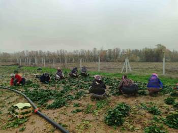 Kış Sofralarının Vazgeçilmezi Ispanağın Zorlu Hasadı
