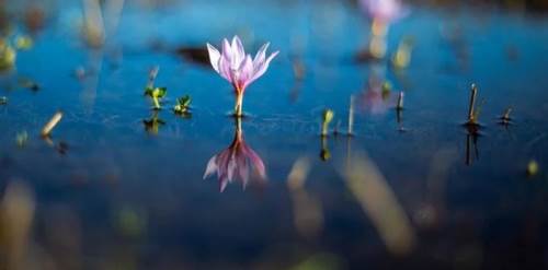 Kışı çetin geçen Ardahan'da kardelenler açtı