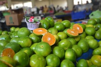 Kışın “C” Vitamini Deposu Mandalina Tezgahlarda Yerini Aldı
