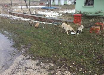 Kısıtlamalarda Sokak Hayvanları Unutulmadı
