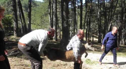 Kızıl geyikler Mihalıççık'ta doğaya bırakıldı