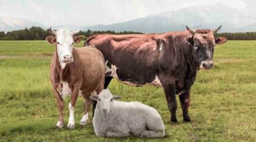 Kızılay'dan Kurban Bayramı için özel kampanya!