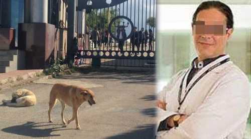 Kocaeli'de profesör köpeği bıçakladı