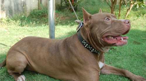 Komşunun köpeği hastanelik etti