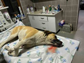 Köpeğe Çarpıp Kaçan Sürücüye 7 Bin 216 Tl Para Cezası
