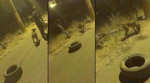 Köpeğe işkence etti, savunması "pes" dedirtti!