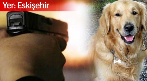 Köpeğini öldüren kişiden şikayetçi oldu!